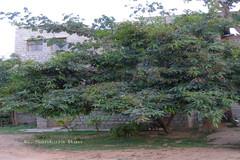 Syzygium jambos
